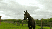 fire breathing horse GIF by SYFY