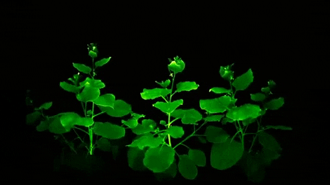 overdoso giphygifmaker glow plants dna GIF