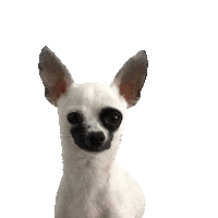 Zouk Zoukdance Sticker by Visual Beesy