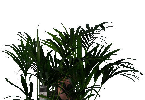 ByDecorum giphyupload flowers waving plants Sticker