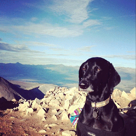 unimpressed dog GIF