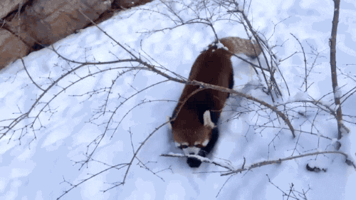 red panda snow GIF