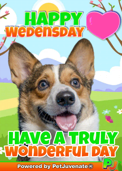 PetJuvenate petjuvenate henlo hooman fren love rescue dogs treatos and woofer for pupper GIF