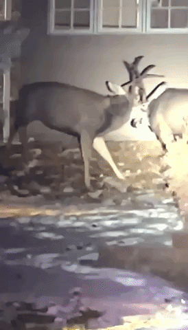 Bucks Lock Antlers Under Christmas Lights