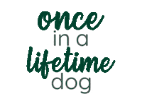 Dog Sticker by ROMNEYS