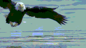 eagle salmon GIF