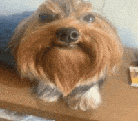 Idk What This Even Is Snoop Dog GIF