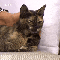 Cats What GIF by TRT