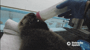 hungry sea otter GIF by Monterey Bay Aquarium