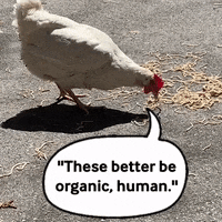 realfoodrn  GIF