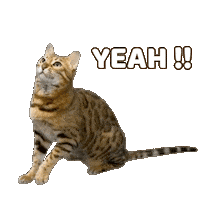 Bengal Cat Sticker by Kitty Fuchs