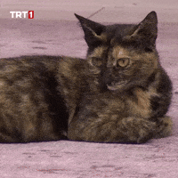 Sad Fed Up GIF by TRT