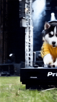 Dogslovers Huskysiberiano GIF