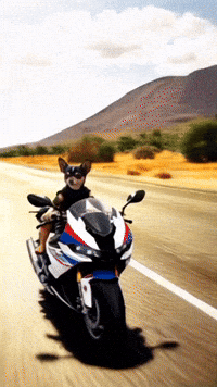 Motos Chihuahuas GIF
