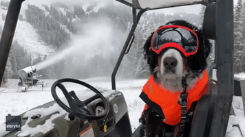 Adorable Ski Resort Resident Romps Around in the First ‘Snowfall’ of the Year