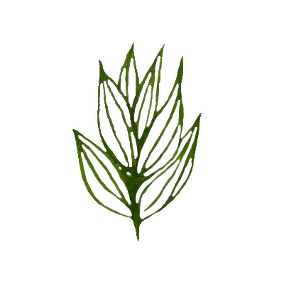 Julia_Ili giphyupload summer flower green Sticker