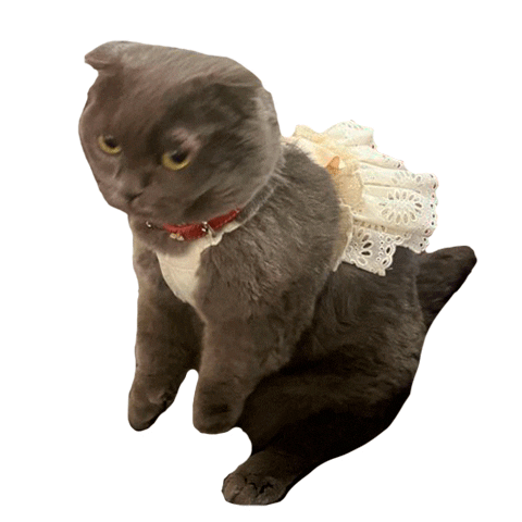 Cat Sticker