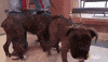 nat geo wild pet GIF by The Incredible Dr. Pol