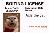 Cat Car GIF