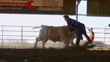 cowboy cow GIF by Discovery Europe