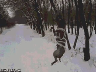 Dog Pitbull GIF