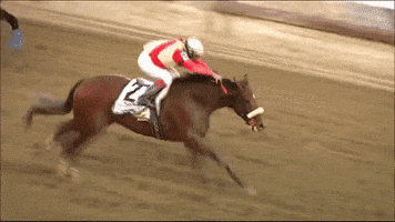 Horse Racing Horses GIF