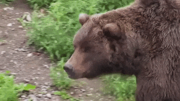 alaska GIF