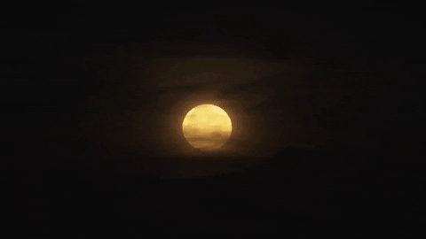 landonhaaf giphygifmaker GIF
