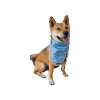 Shiba Inu Bambi Sticker by Geekster Pets