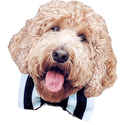 dog hello Sticker by Your Social Team