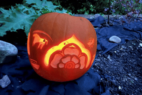 EnglandsNorth halloween pumpkin lightning bee GIF