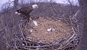 baby eagle GIF