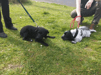 dog newcastle GIF by Positively Pets