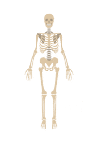 Anatomie Sticker by NHM Wien