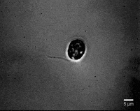 mechanical engineering research GIF by Washington University in St. Louis