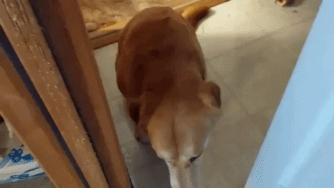 jermbly giphyupload GIF