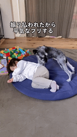 cuteanimalland giphyupload GIF