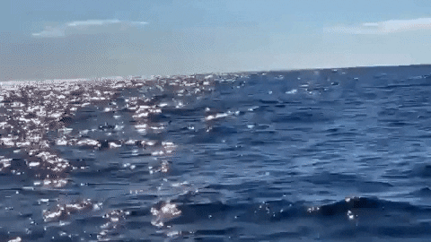 Whale Watching Splash GIF by Oceana