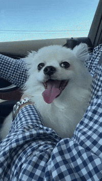 romeomama  GIF