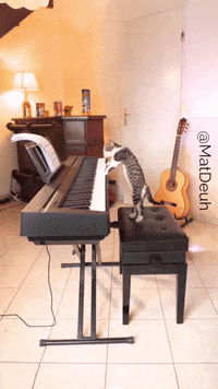 Cat Fail GIF by JustViral.Net