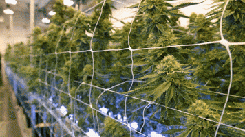Plant Grow GIF by Exclusive Brands