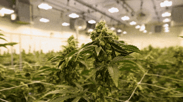 Plant Grow GIF by Exclusive Brands