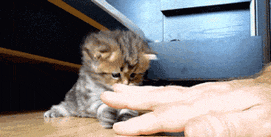 cat squee GIF by Cheezburger