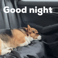 Good Night Dog GIF