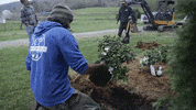 Chris Burns Tree GIF by JC Property Professionals