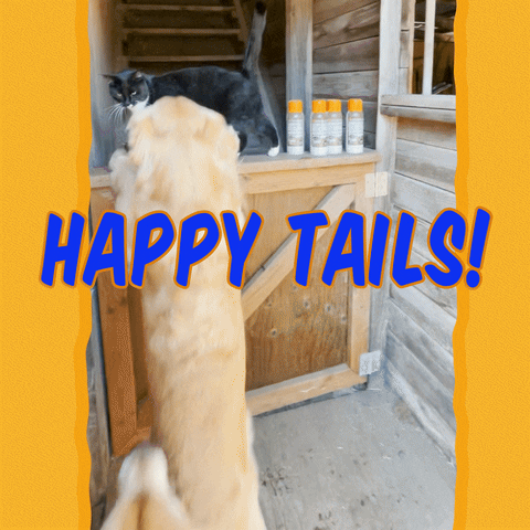 ongoldenrescue giphyupload happy tails on golden rescue no more bad days GIF