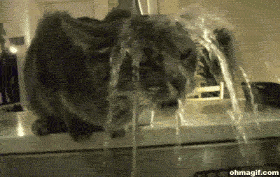 Video gif. A gray cat leans over a sink under the running faucet. The water splashes over its head, but it doesn't seem to matter as the cat continues to try to lick the water that’s shooting off of its head. 