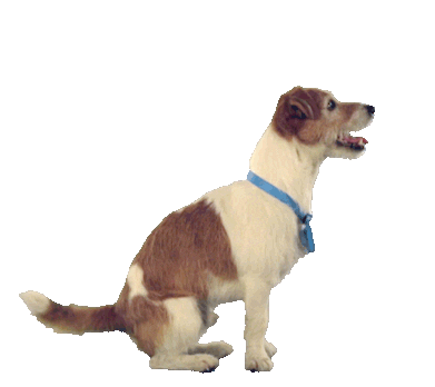 dog puppy Sticker