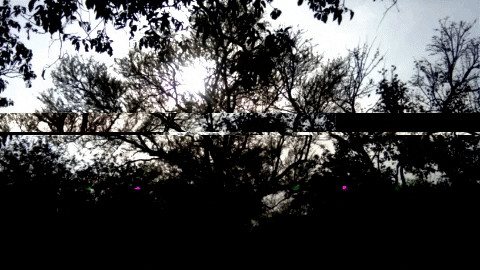 PatetoChips giphygifmaker trees horrible glitch tree GIF