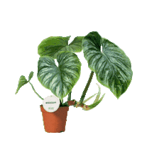 Philodendron Sticker by KMN